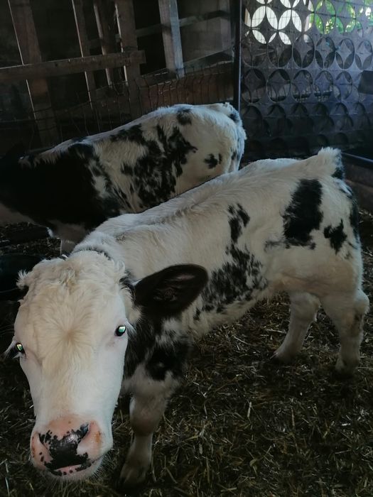 Vând viței încărcați