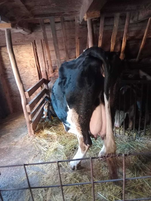 Vand  vaca cu lapte
