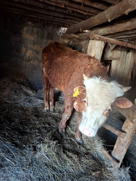 Продам 2 головки бычков