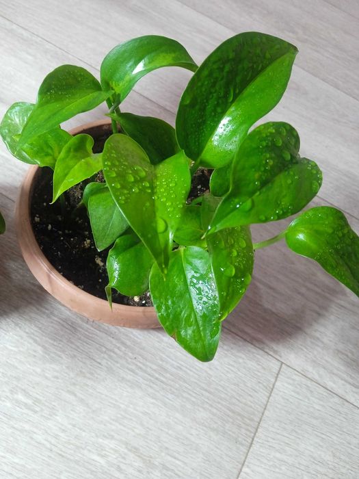 Продам эпипремнумы разногот вида