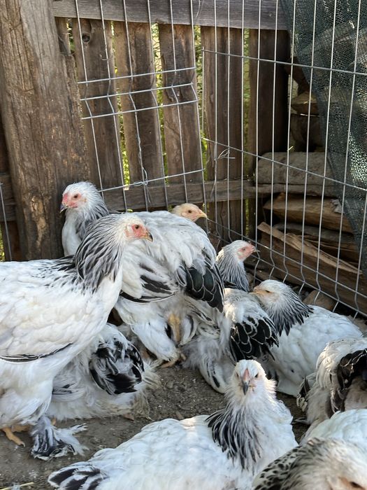 Disponibili tineret brahma herminat deschis