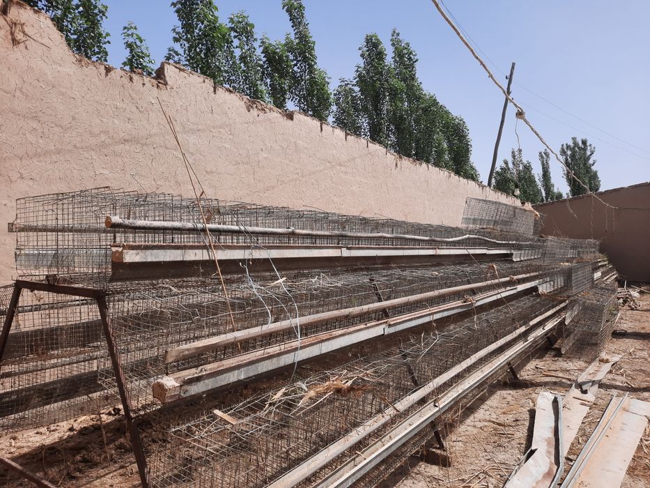 Tovuq katak sotiladi