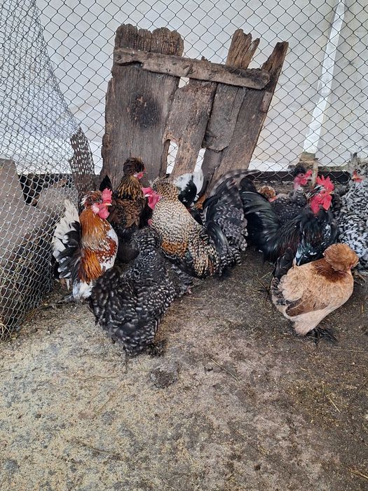 Продавам оплодени яйца от джинките на снимкитее