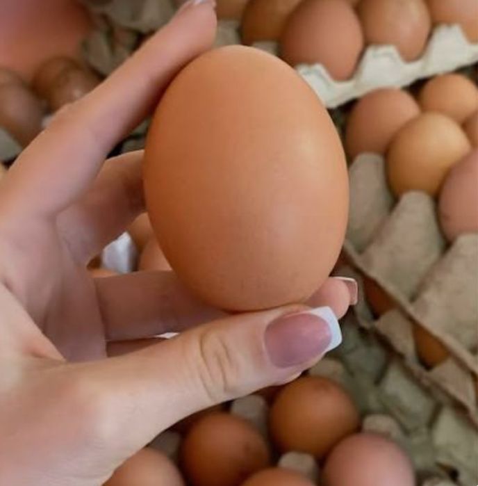 Несушка Ломан Браун