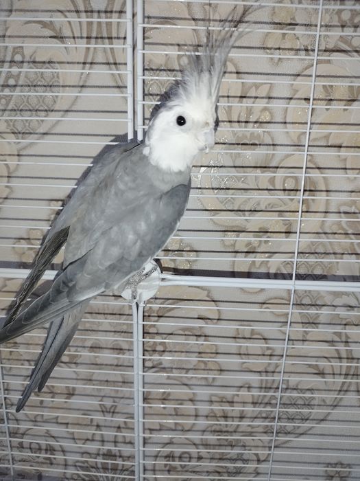 Попугай Корелла, мальчик.