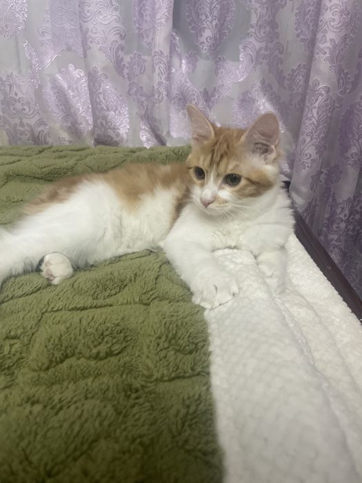 2 домашние кошки