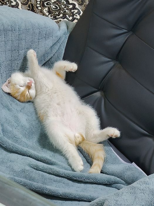 Отдадим котика в хорошие руки.Котята кушают,ходят на песок .Здоровые.