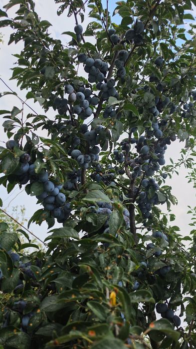 Vand prune negre
