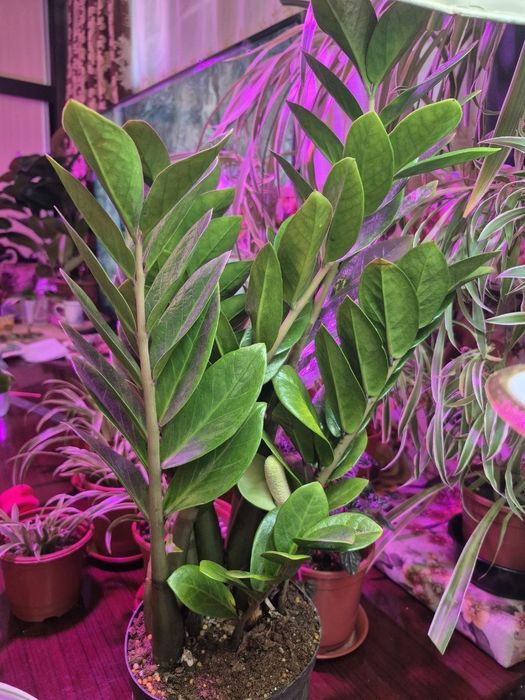 Продаётся Замиакулькас (Доллорвое дерево)