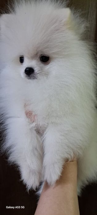 Продаём шпица мальчик.