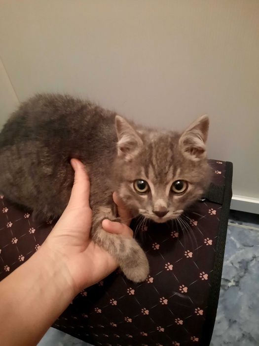 Котята красивые мальчик и девочка