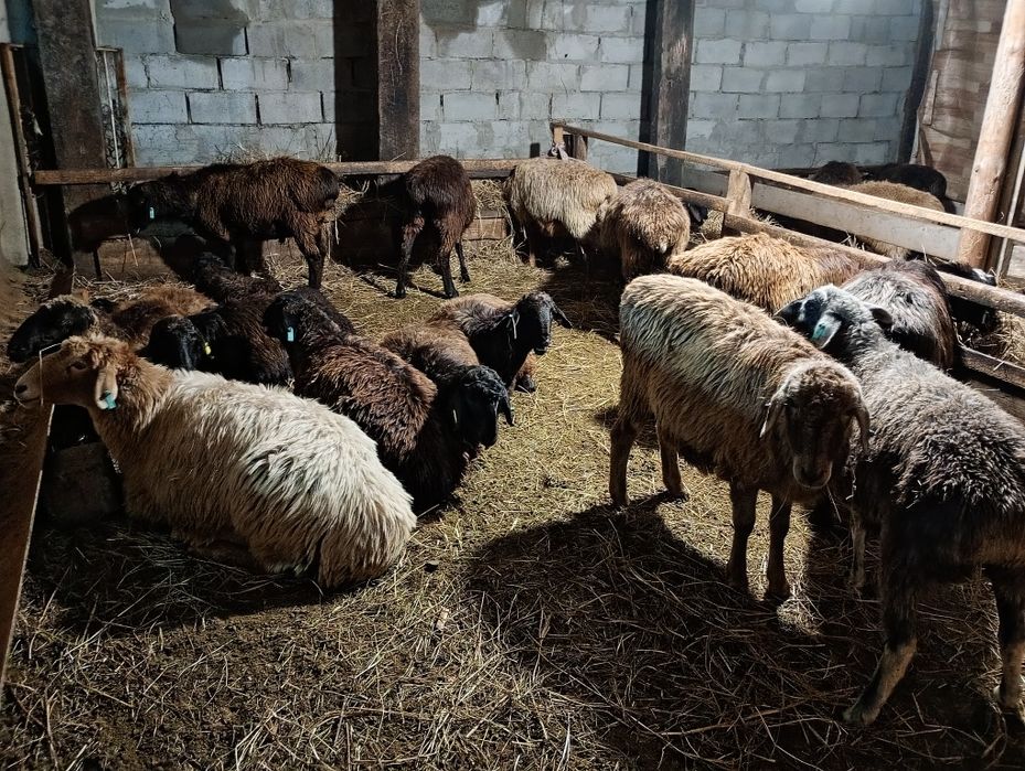 Продам баран находятся в городе