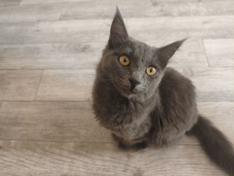 продаётся кот породистый