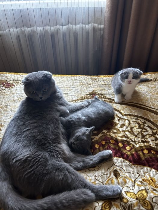 Котята британские