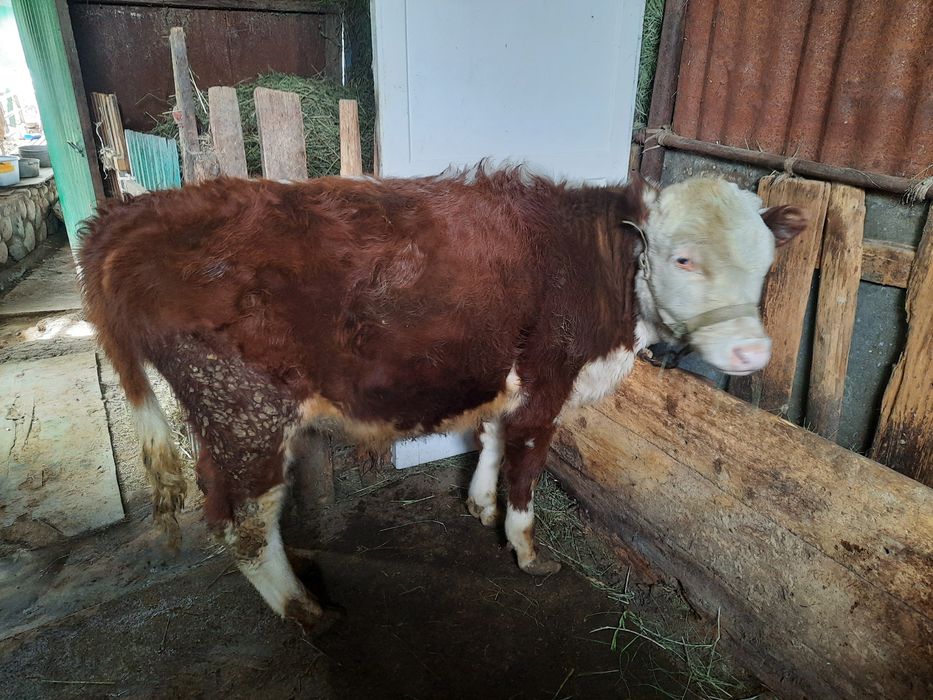 Продам бычка продам