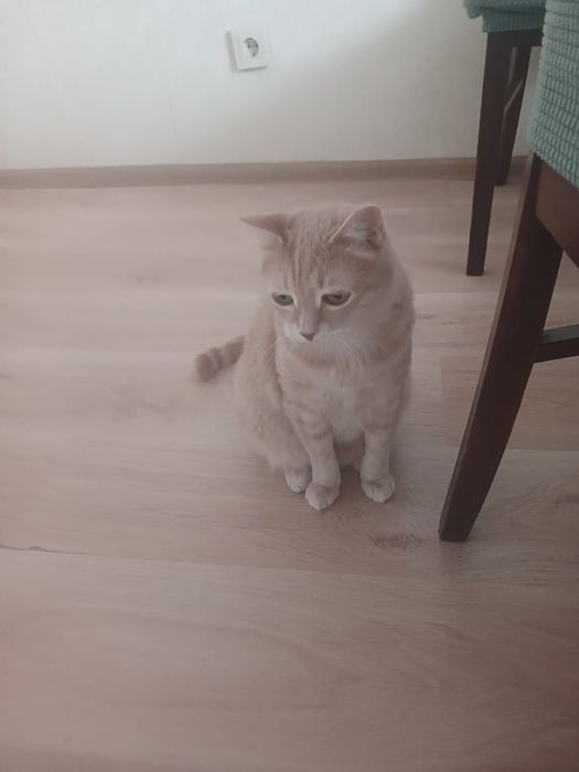 Кот  ищет хозяина