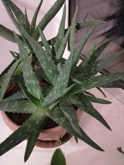 Алоэ. Цветок лечебный алоэ.