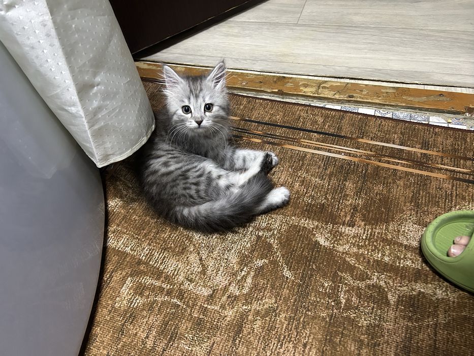 Пишите на ватцап и читаем обьяв