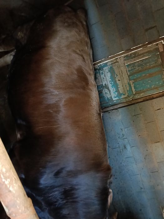 Бұқа сатылады 7 ай байланған