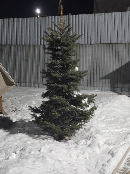 Продам ель 3 штуки