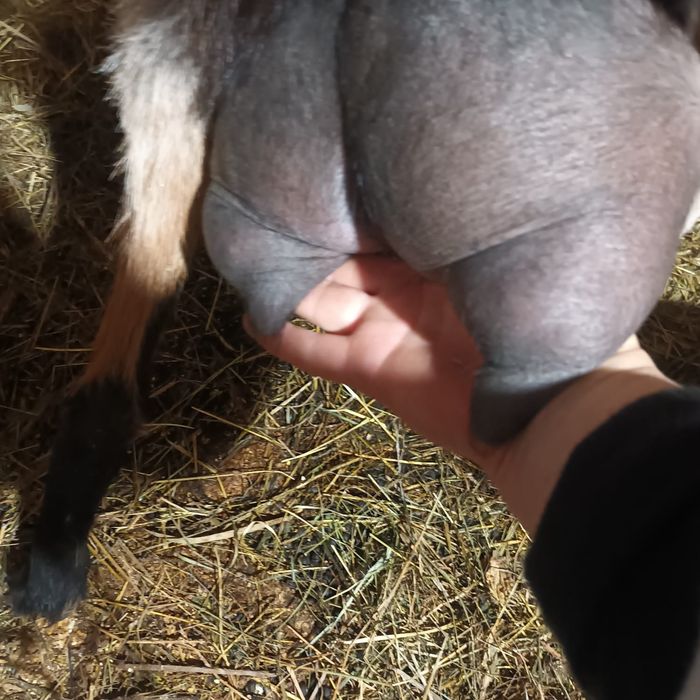 Capra Alpina de vânzare