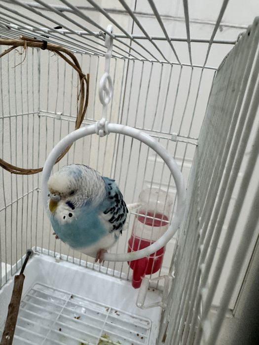 Попугаи 3 шт, 2 клетка. нурсат