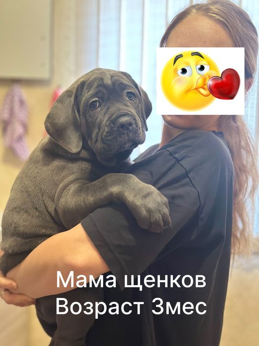 Итальянский Кане Корсо