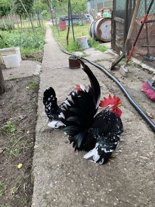 Piese rare pt curte de vânzare !