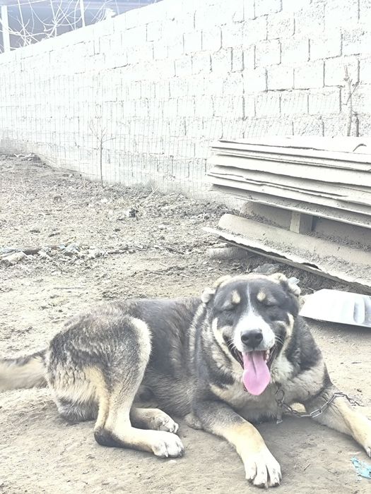 Алабай 10 ойлик сотилади