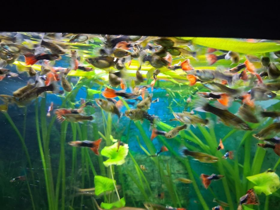 Vând pești guppy