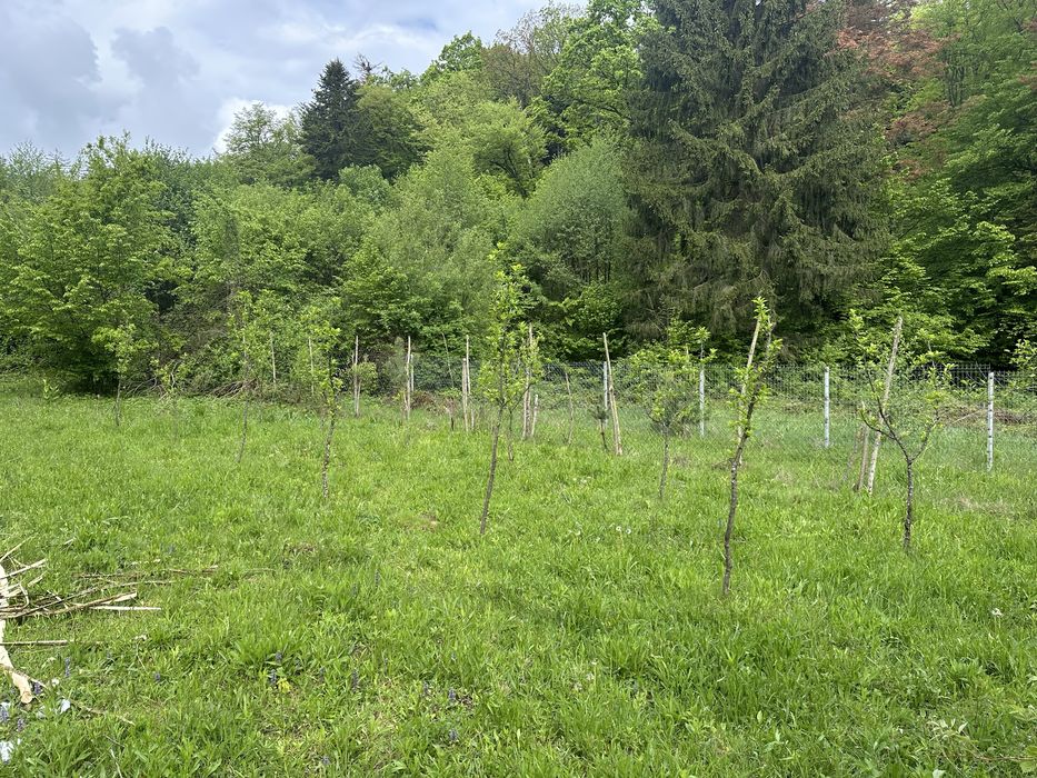 Vand teren extravilan zona usor accesibila zona Colonia Mina 1 Mai