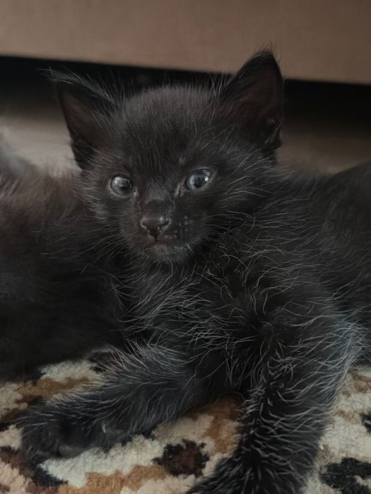 отдам котят в добрые руки