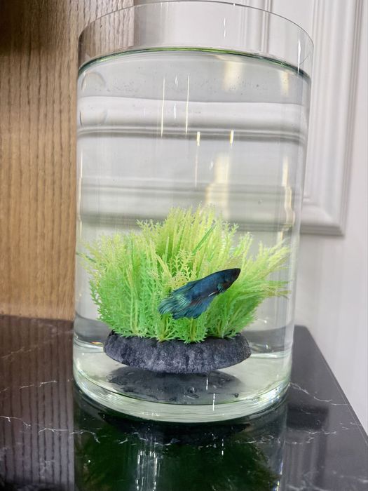 Рыбка петушок с аквариумом 3 литра