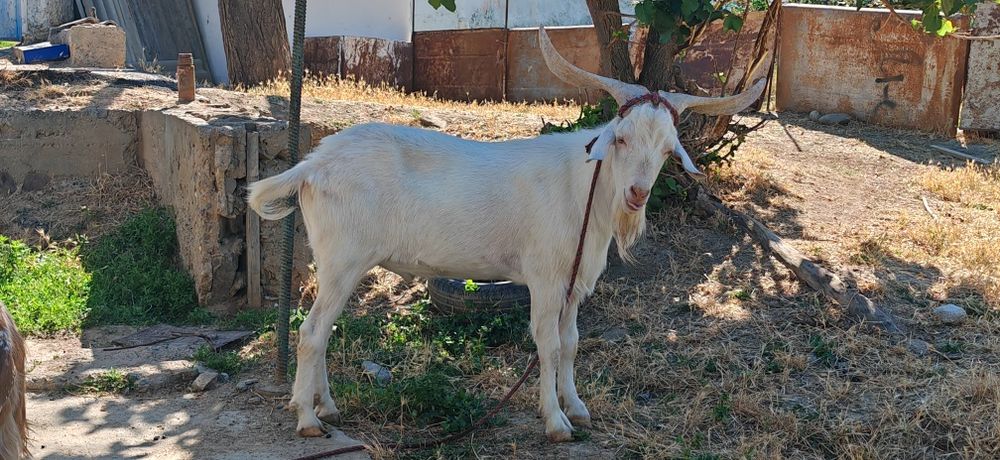 Echki sotiladi taka yoki barter qilamiz