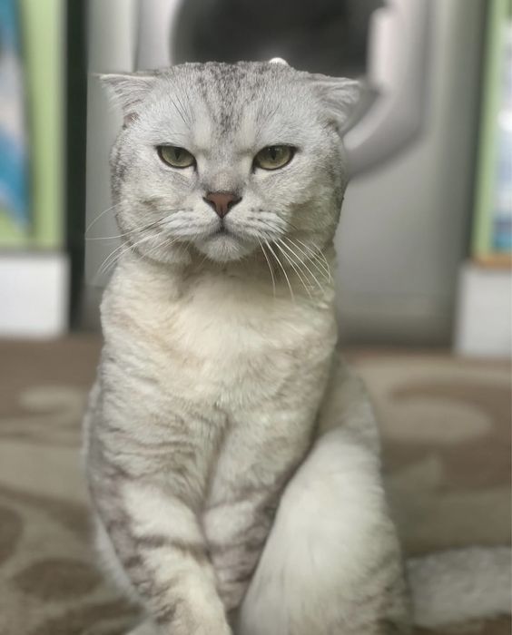 Шотландски клепоухи и британски късокосмести котки