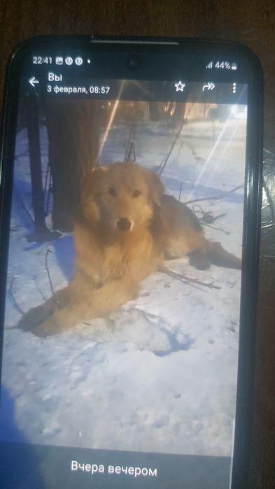 Щенок 8-9 месяцев ищет дом