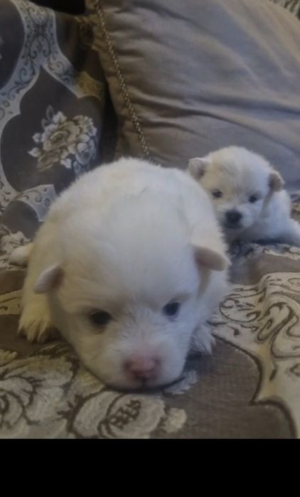 Пушистики шпицы красивые белые