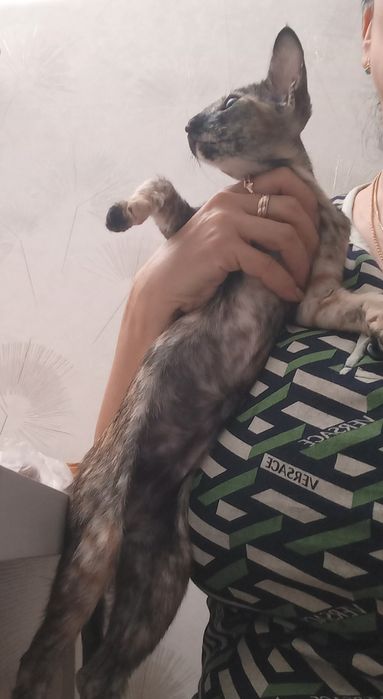 Продам ориентального котенка, девочку