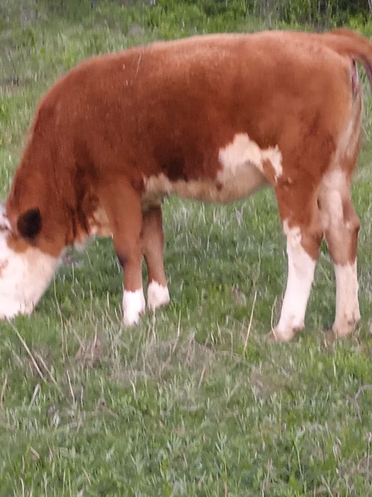 Vând vițică tânără foarte blândă