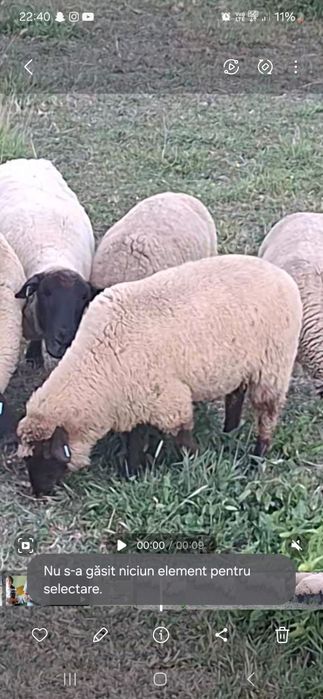 Mioară gestantă,cârlane gestante cu berbec suffolk original