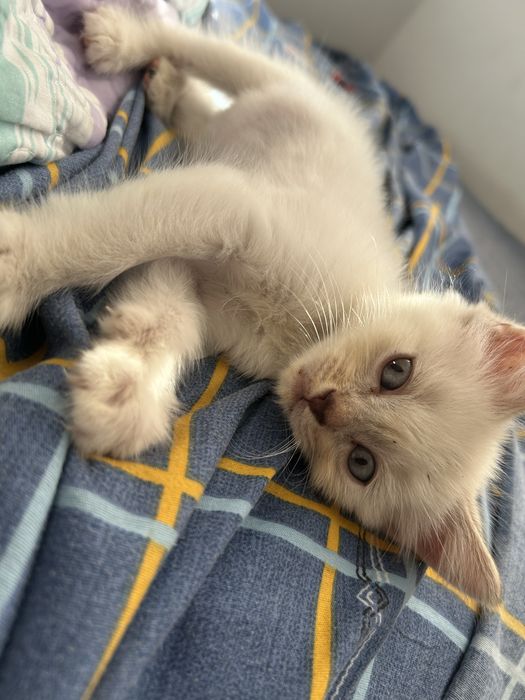 Отдам котенка в хорошие руки