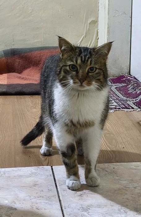 Коте Хелена търси своя любящ стопанин