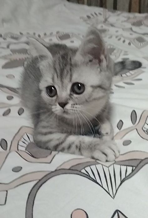 Две девочки. Скоттиш Страйт.