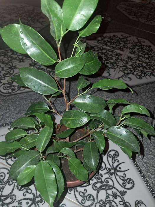 Продажа цветы Мырзакент.