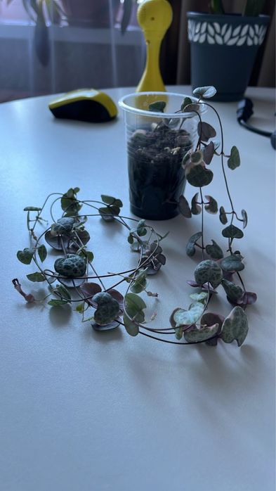 Церопегия 1200 тг