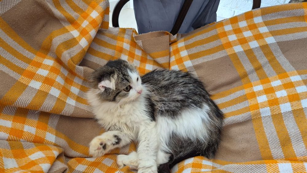 Кошка подросток в добрые руки