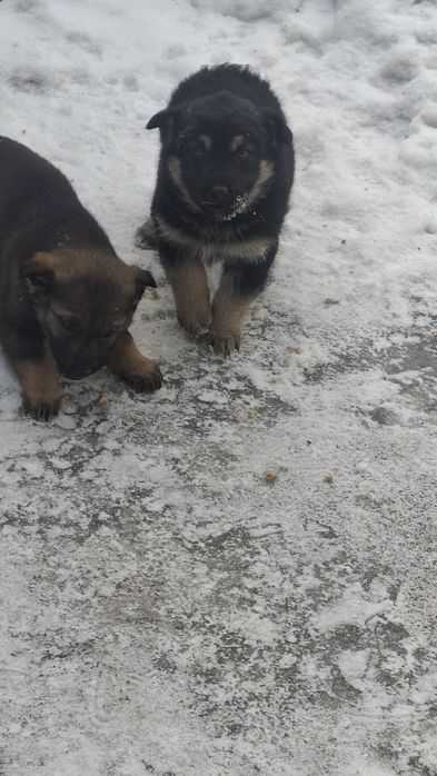 Очень милые щенята