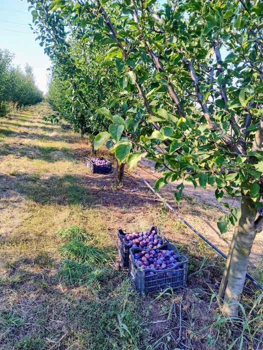 Vand livada de pruni in suprafata de 2 ha sistem intensiv