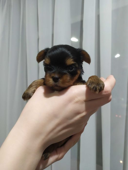 Щенки йоркширского терьера