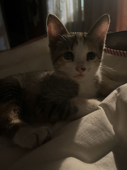 Котята отдаем в хорошие руки